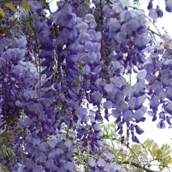 Glycine bleue / Wisteria sinensis